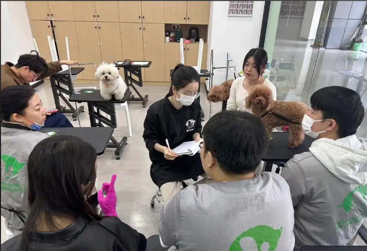 阜新市宠物美容宠物美容培训学校 - 厂家